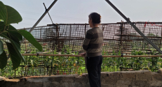 Công an huyện Yên Dũng phát hiện 01 phụ nữ trồng 70 cây thuốc phiện trên tầng 2 của gia đình