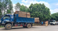 Lục Nam: Tăng cường kiểm tra hoạt động vận chuyển gỗ